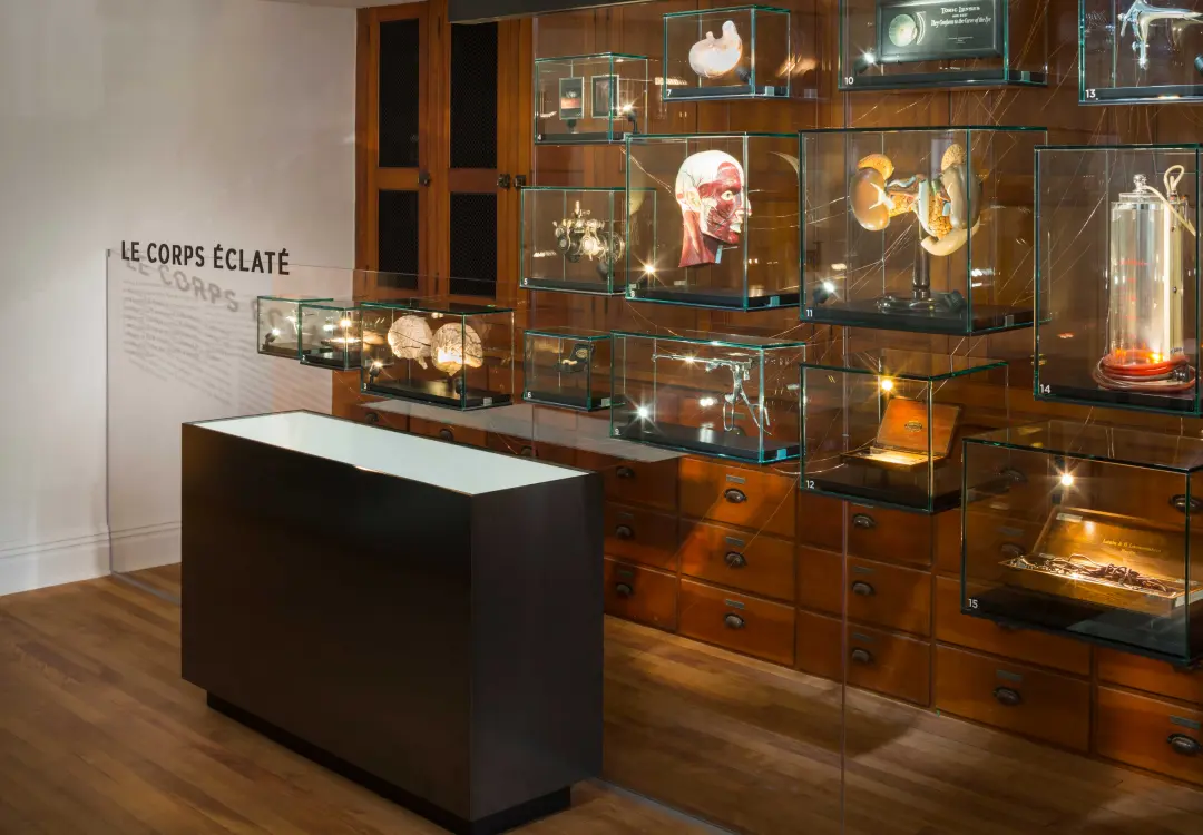 Wall mounted small glass display boxes holding anatomical specimens in a science museum exhibit area